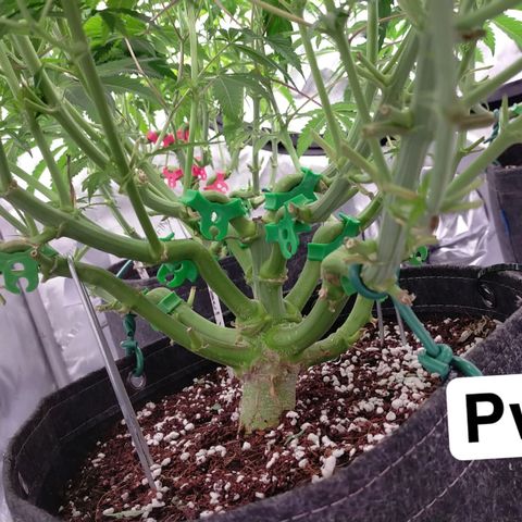 Trichome Orchards growlog photo: Last photos before flip! 