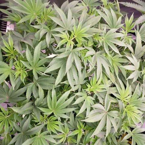 Trichome Orchards growlog photo: Last photos before flip! 