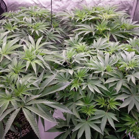Trichome Orchards growlog photo: Last photos before flip!