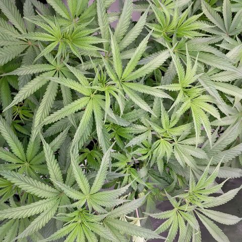 Trichome Orchards growlog photo: Last photos before flip! 