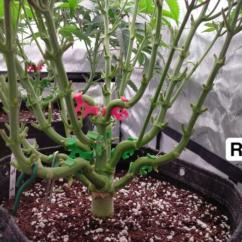 Trichome Orchards growlog photo: Last photos before flip! 