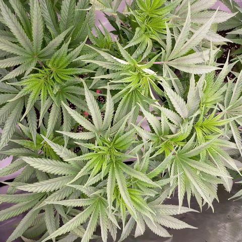 Trichome Orchards growlog photo: Last photos before flip! 