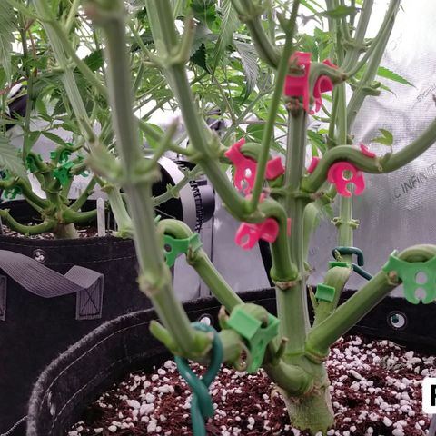 Trichome Orchards growlog photo: Last photos before flip! 