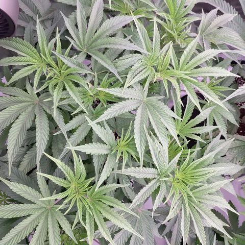 Trichome Orchards growlog photo: Last photos before flip! 