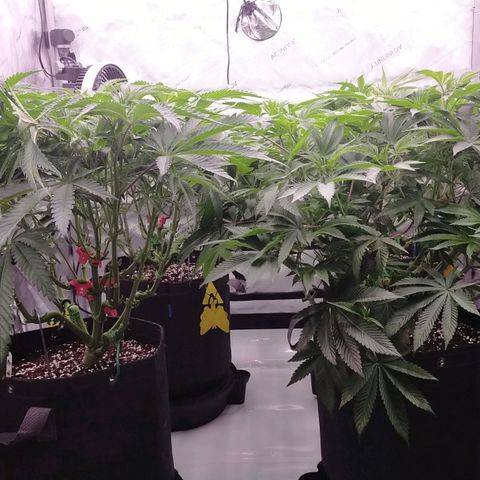 Trichome Orchards growlog photo: Last photos before flip! 