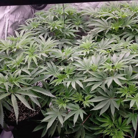 Trichome Orchards growlog photo: Last photos before flip!