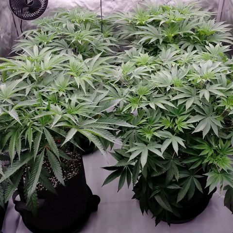 Trichome Orchards growlog photo: Last photos before flip!