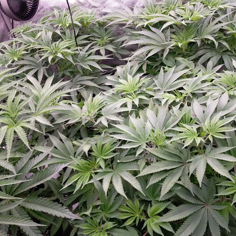 Trichome Orchards growlog photo: Last photos before flip!