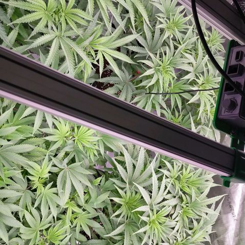 Trichome Orchards growlog photo: Last photos before flip!
