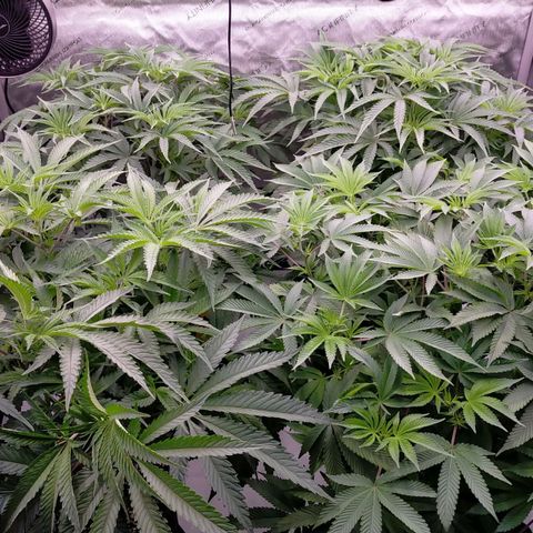 Trichome Orchards growlog photo: Day 1 flower! Haven't fed yet