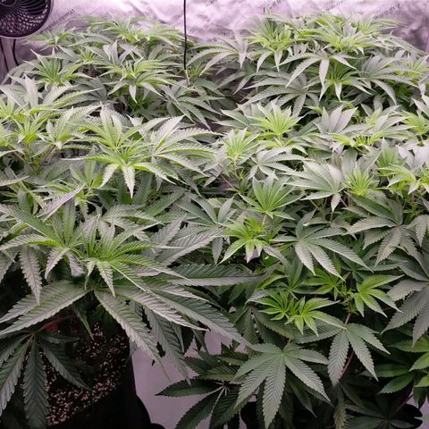 Trichome Orchards growlog photo: Day 1 flower! Haven't fed yet