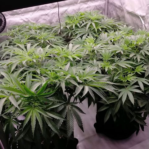 Trichome Orchards growlog photo: Day 1 flower! Haven't fed yet