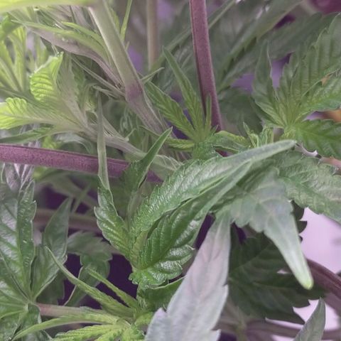 Trichome Orchards growlog photo: Day1 flower! Haven't fed yet