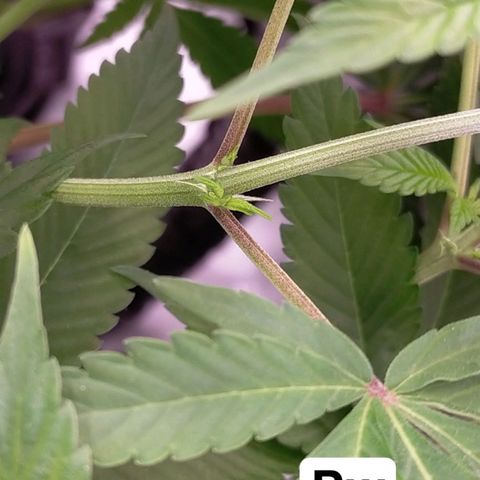 Trichome Orchards growlog photo: Day1 flower! Haven't fed yet