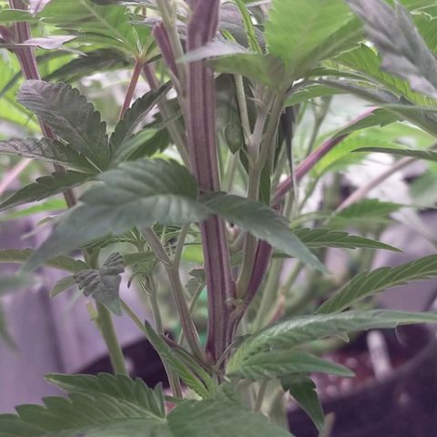 Trichome Orchards growlog photo: Day1 flower! Haven't fed yet
