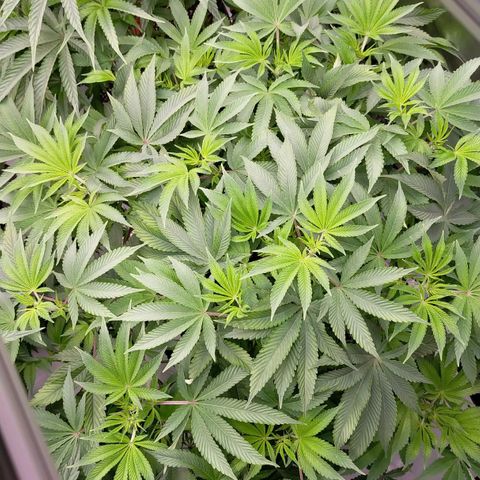 Trichome Orchards growlog photo: Day1 flower! Haven't fed yet