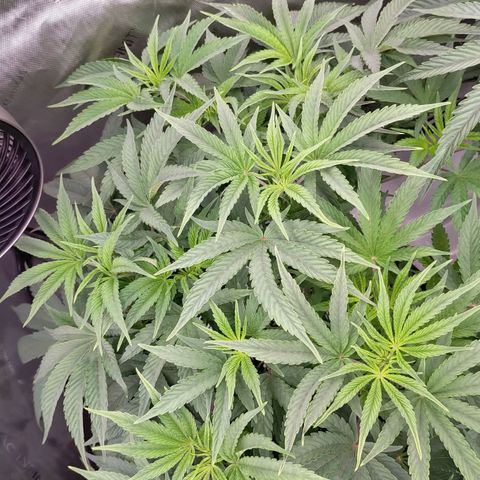 Trichome Orchards growlog photo: Day1 flower! Haven't fed yet