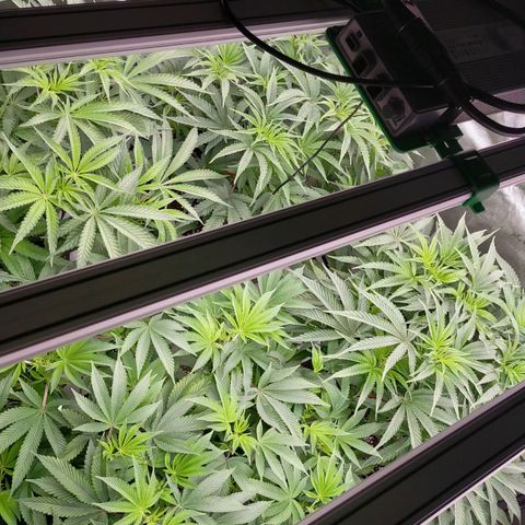 Trichome Orchards growlog photo: Day 1 flower! Haven't fed yet