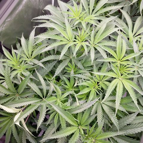 Trichome Orchards growlog photo: Day1 flower! Haven't fed yet