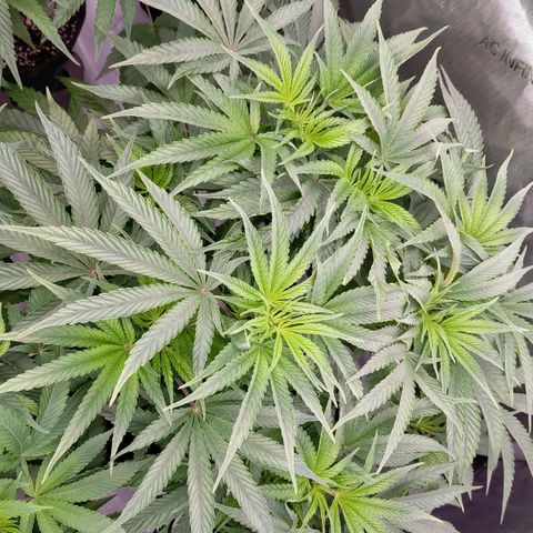 Trichome Orchards growlog photo: Day1 flower! Haven't fed yet