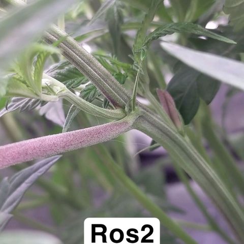 Trichome Orchards growlog photo: Day1 flower! Haven't fed yet