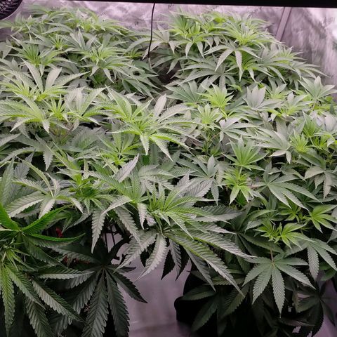 Trichome Orchards growlog photo: Day 1 flower! Haven't fed yet