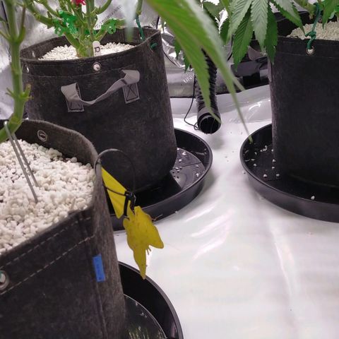 Trichome Orchards growlog photo: Added top layer of perlite 