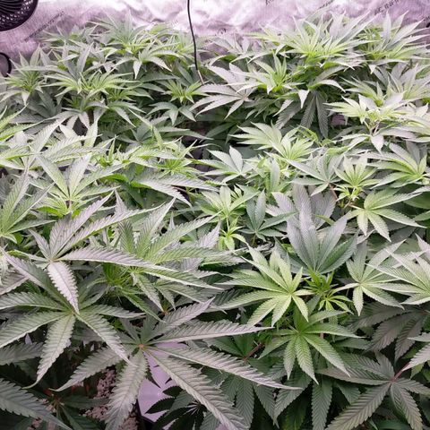 Trichome Orchards growlog photo: 4 hours before lights off 