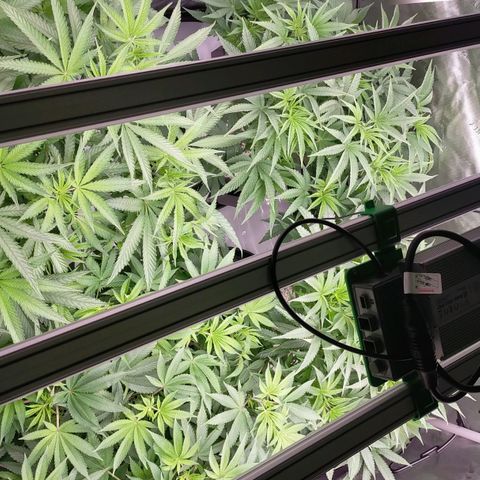 Trichome Orchards growlog photo: 4 hours before lights off 