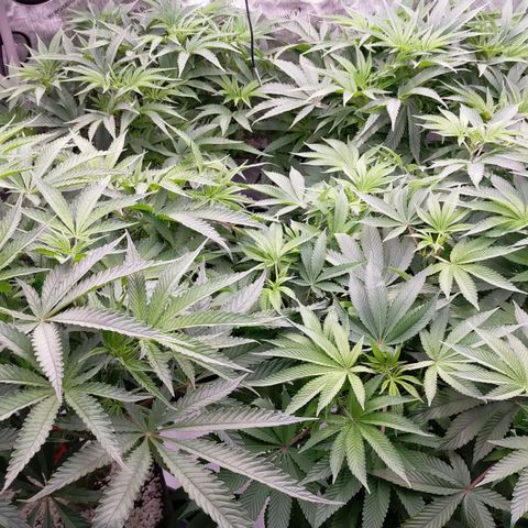 Trichome Orchards growlog photo: 4 hours before lights off 
