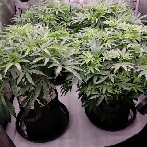 Trichome Orchards growlog photo: 4 hours before lights off 
