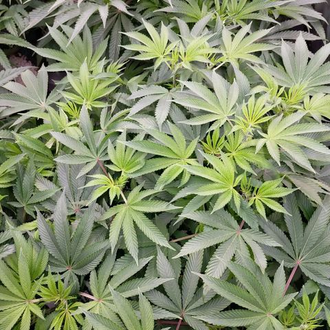 Trichome Orchards growlog photo: At lights on- praying seem happy?