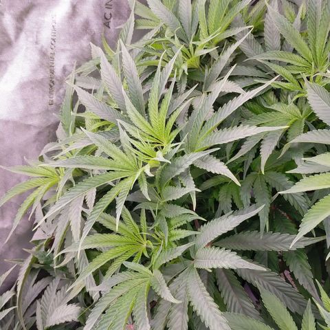Trichome Orchards growlog photo: At lights on- praying seem happy?