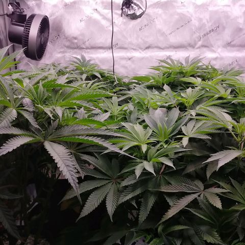 Trichome Orchards growlog photo: At lights on- praying seem happy?