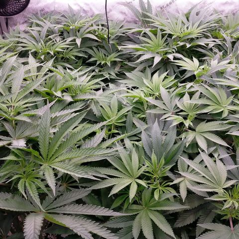 Trichome Orchards growlog photo: 1 hour before lights off. Still praying 🙏😍
