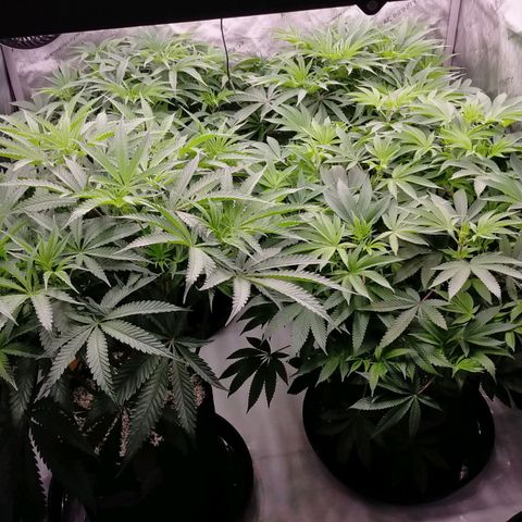 Trichome Orchards growlog photo: At lights on- praying seem happy?