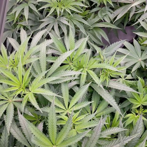 Trichome Orchards growlog photo: At lights on- praying seem happy?