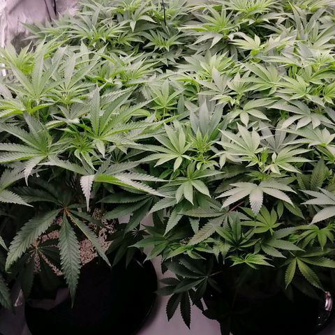 Trichome Orchards growlog photo: 1 hour before lights off. Still praying 🙏😍