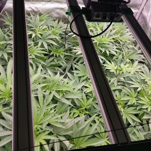 Trichome Orchards growlog photo: 1 hour before lights off. Still praying 🙏😍