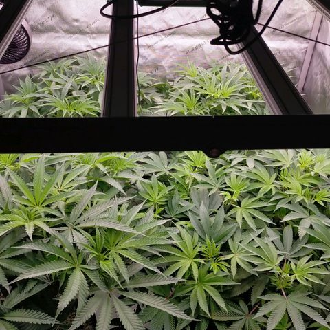 Trichome Orchards growlog photo: At lights on- praying seem happy?
