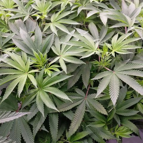 Trichome Orchards growlog photo: At lights on- praying seem happy?
