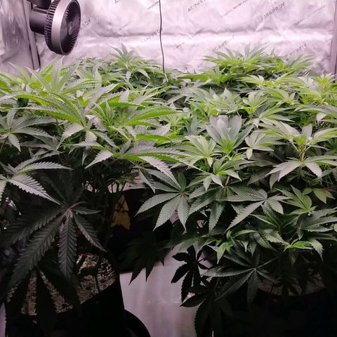 Trichome Orchards growlog photo: At lights on- praying seem happy?