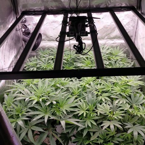 Trichome Orchards growlog photo: 1 hour before lights off. Still praying 🙏😍
