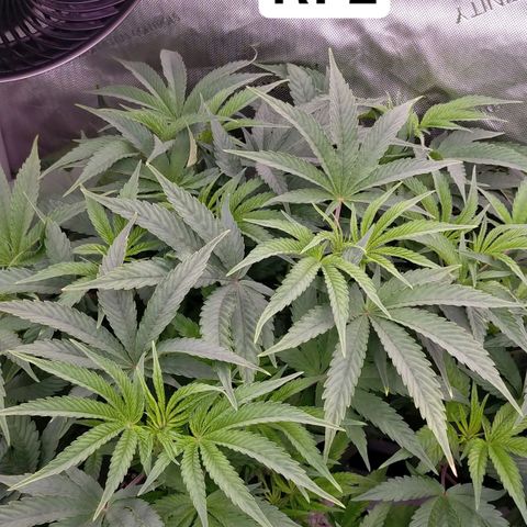 Trichome Orchards growlog photo: At lights on- praying seem happy?