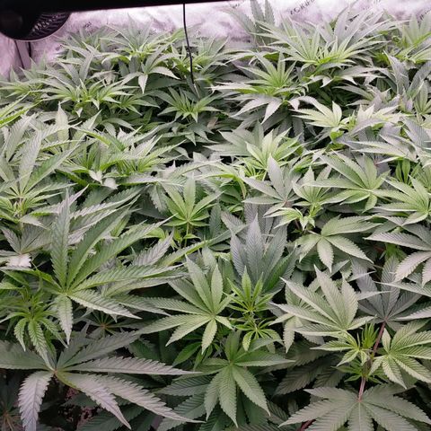 Trichome Orchards growlog photo: 1 hour before lights off. Still praying 🙏😍