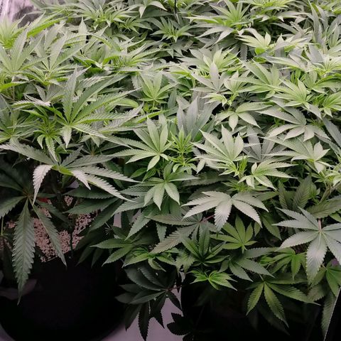 Trichome Orchards growlog photo: 1 hour before lights off. Still praying 🙏😍