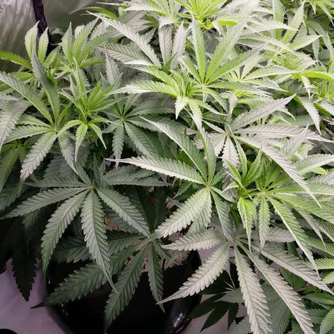 Trichome Orchards growlog photo: At lights on- praying seem happy?