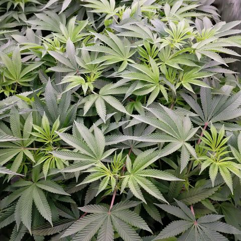 Trichome Orchards growlog timeline photo