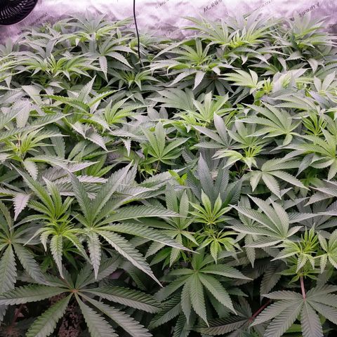 Trichome Orchards growlog timeline photo