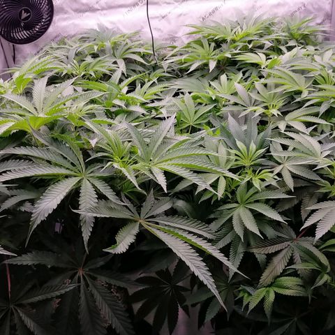 Trichome Orchards growlog timeline photo